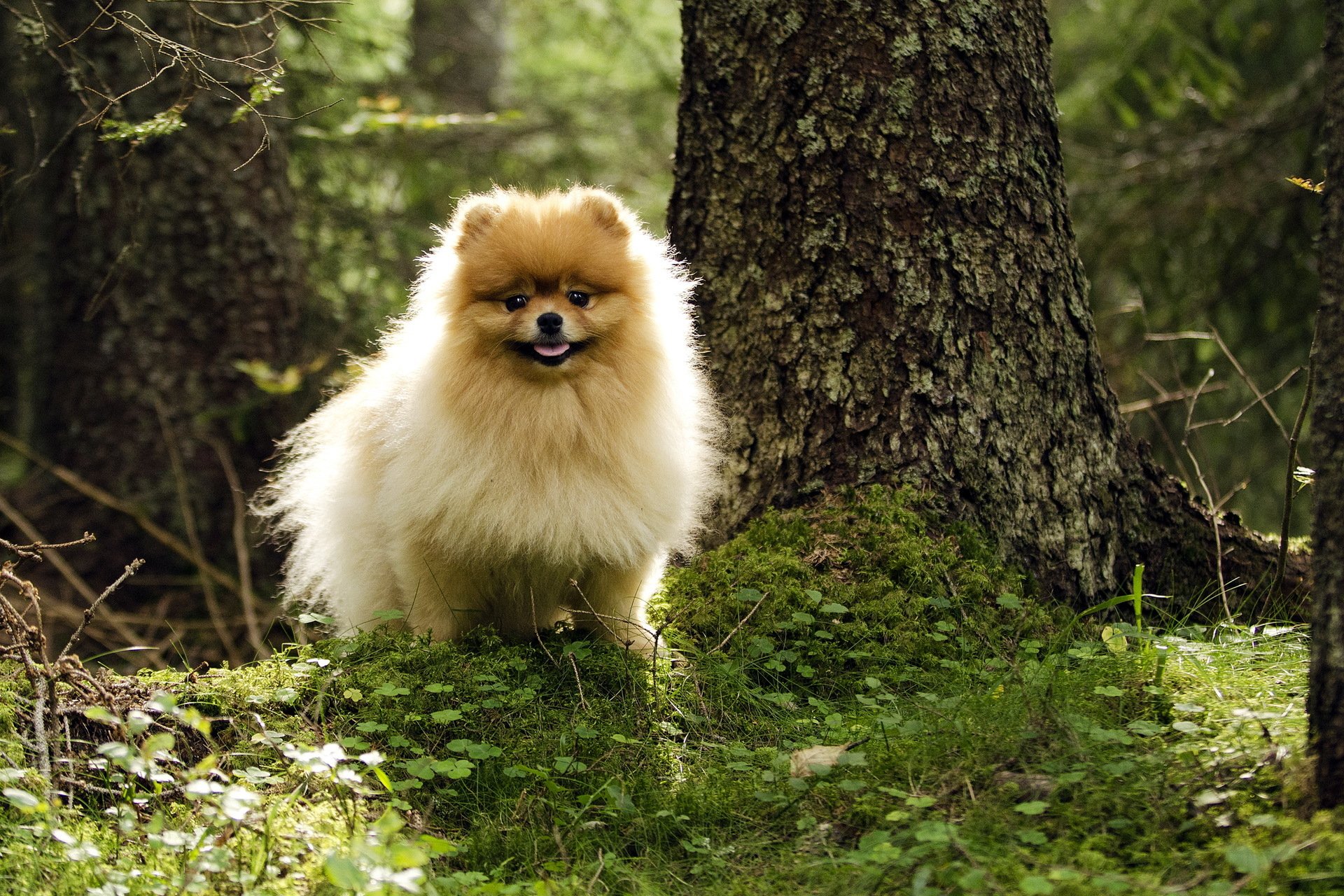 hund wald sommer