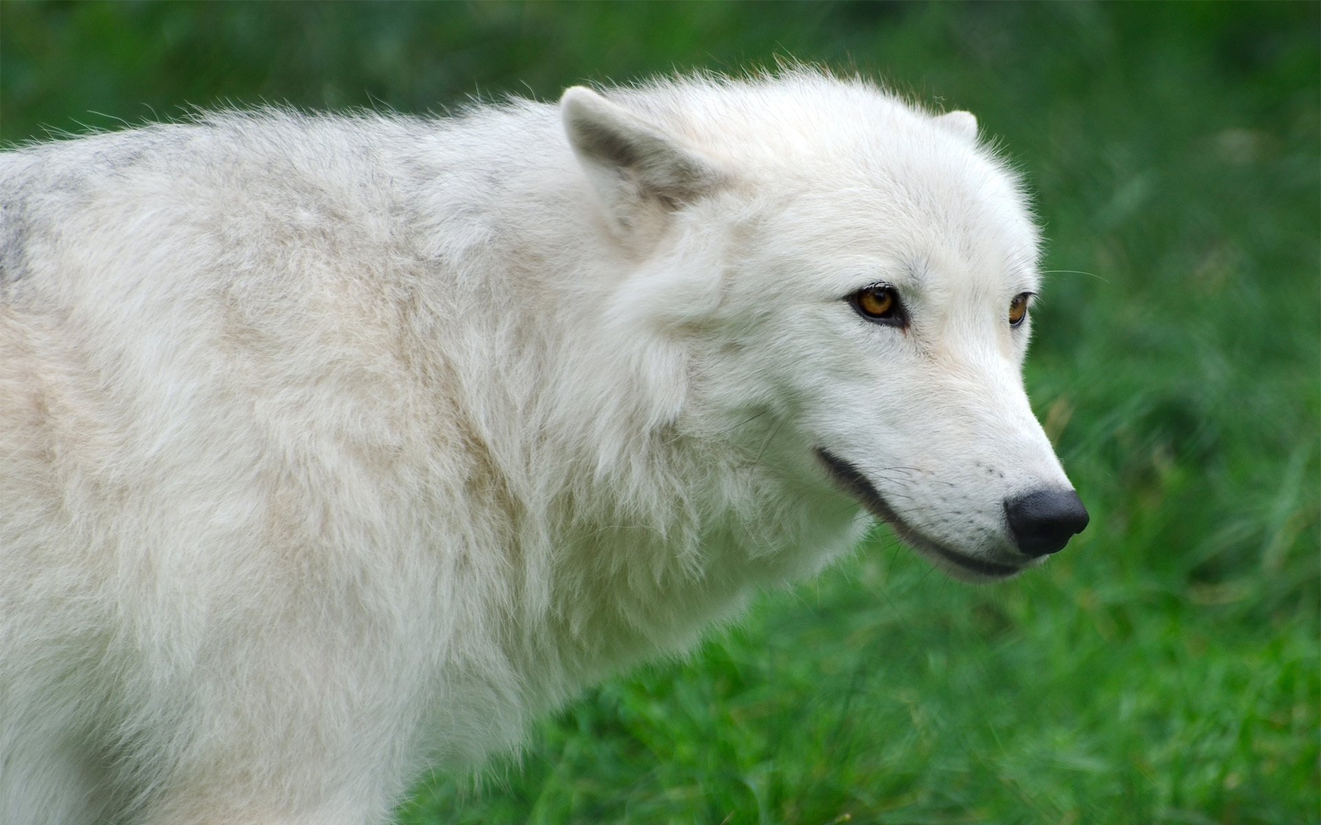 arktis wolf weiß gras