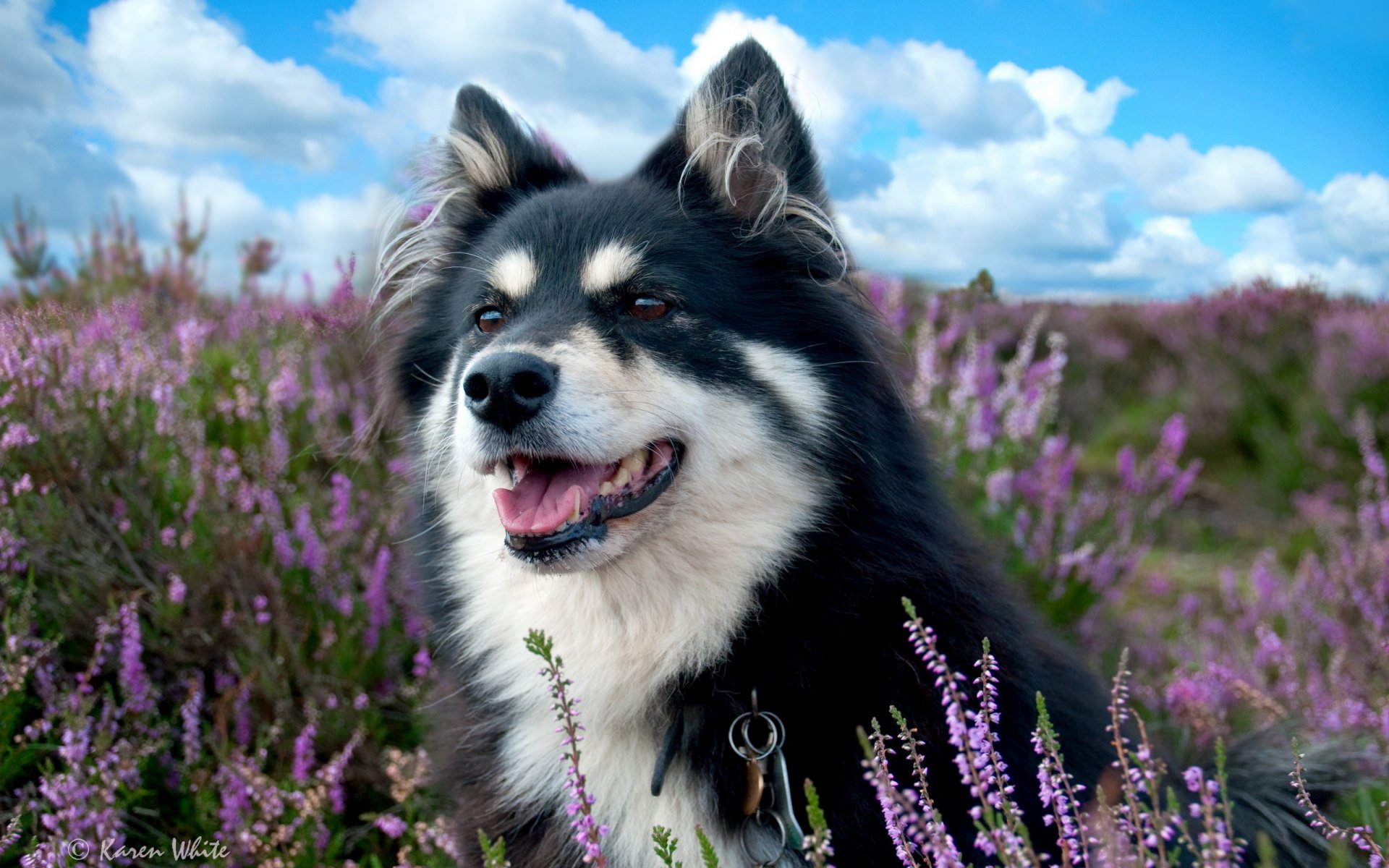 hund feld lavendel