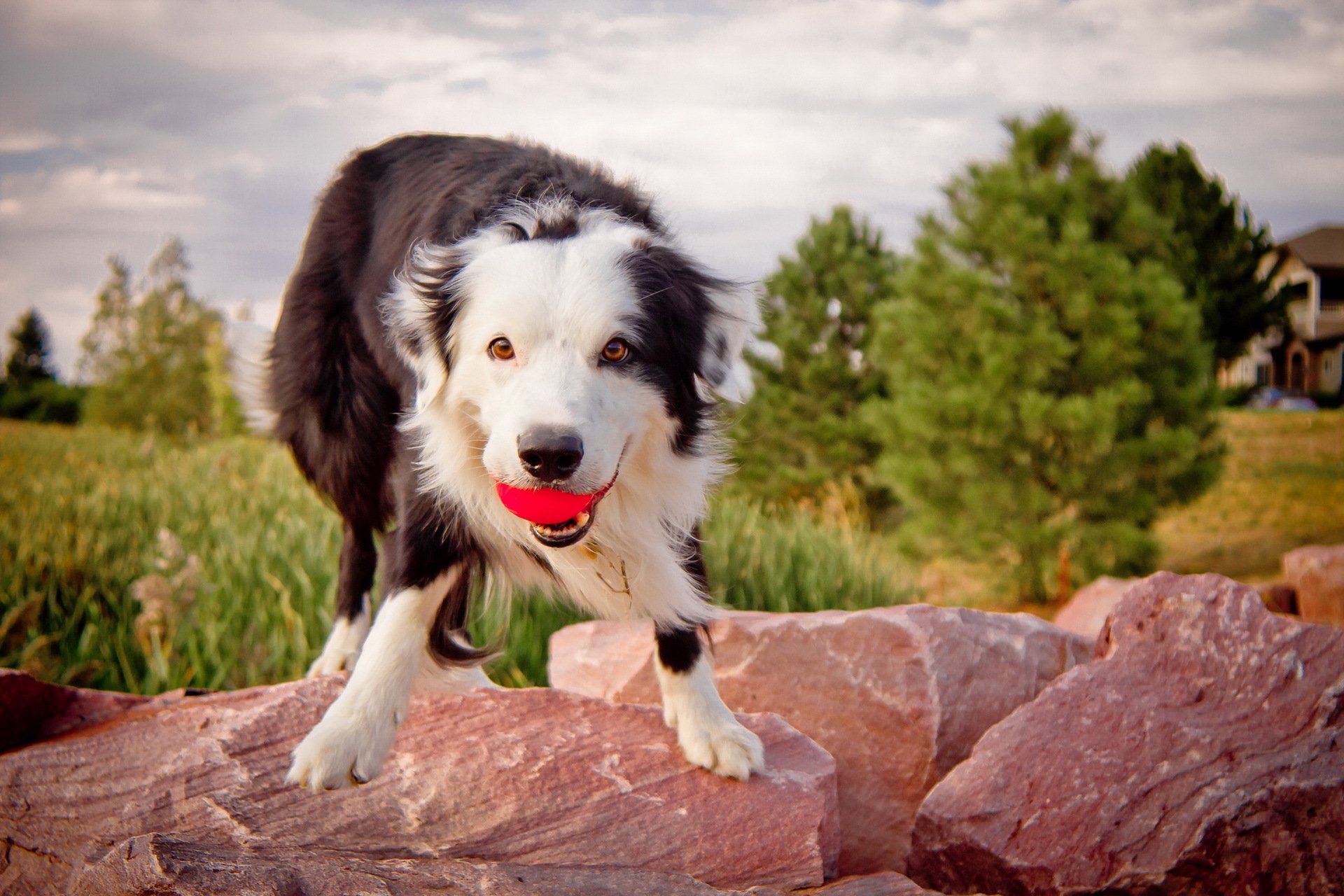 hund ball hintergrund