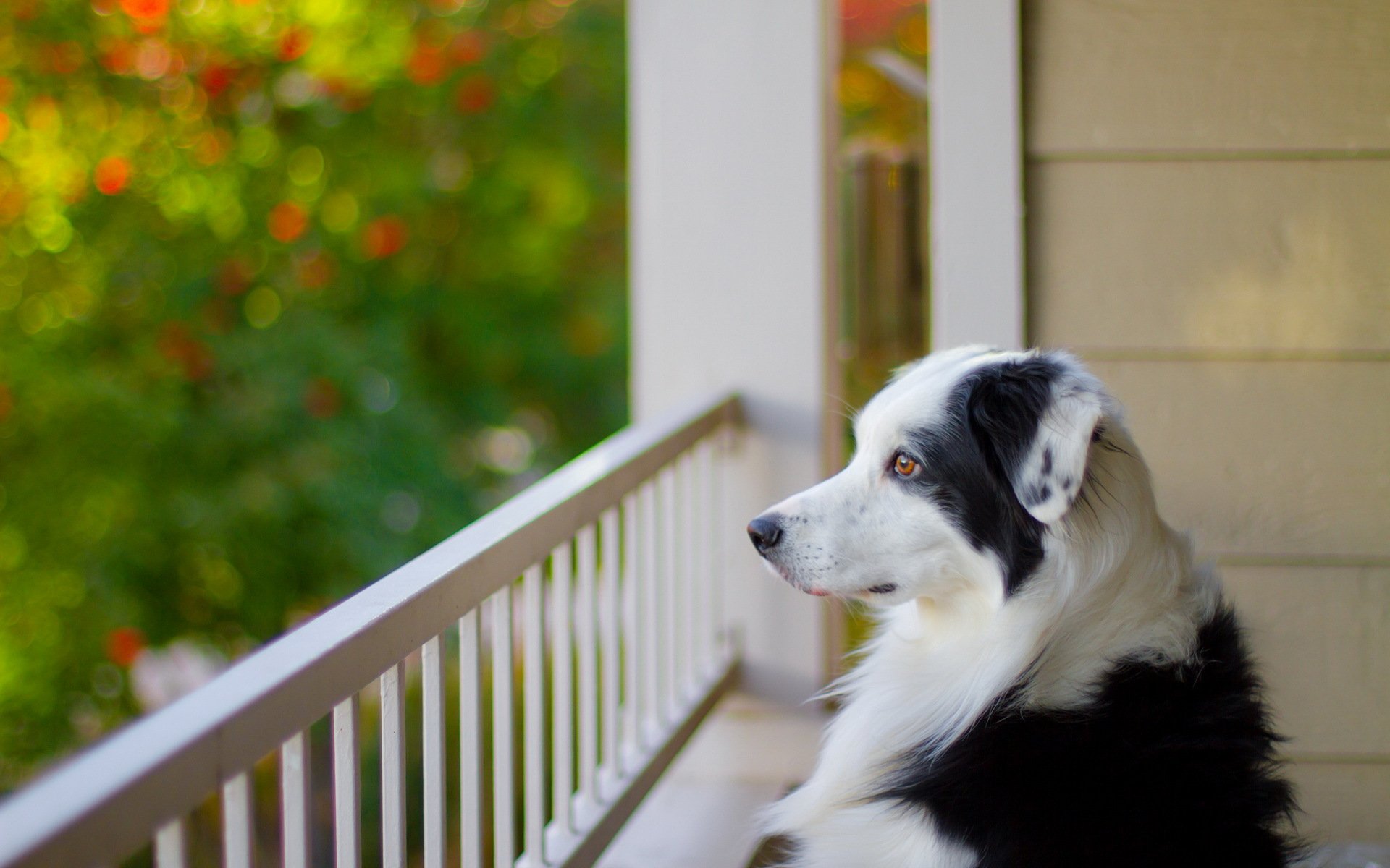 hund blick freund