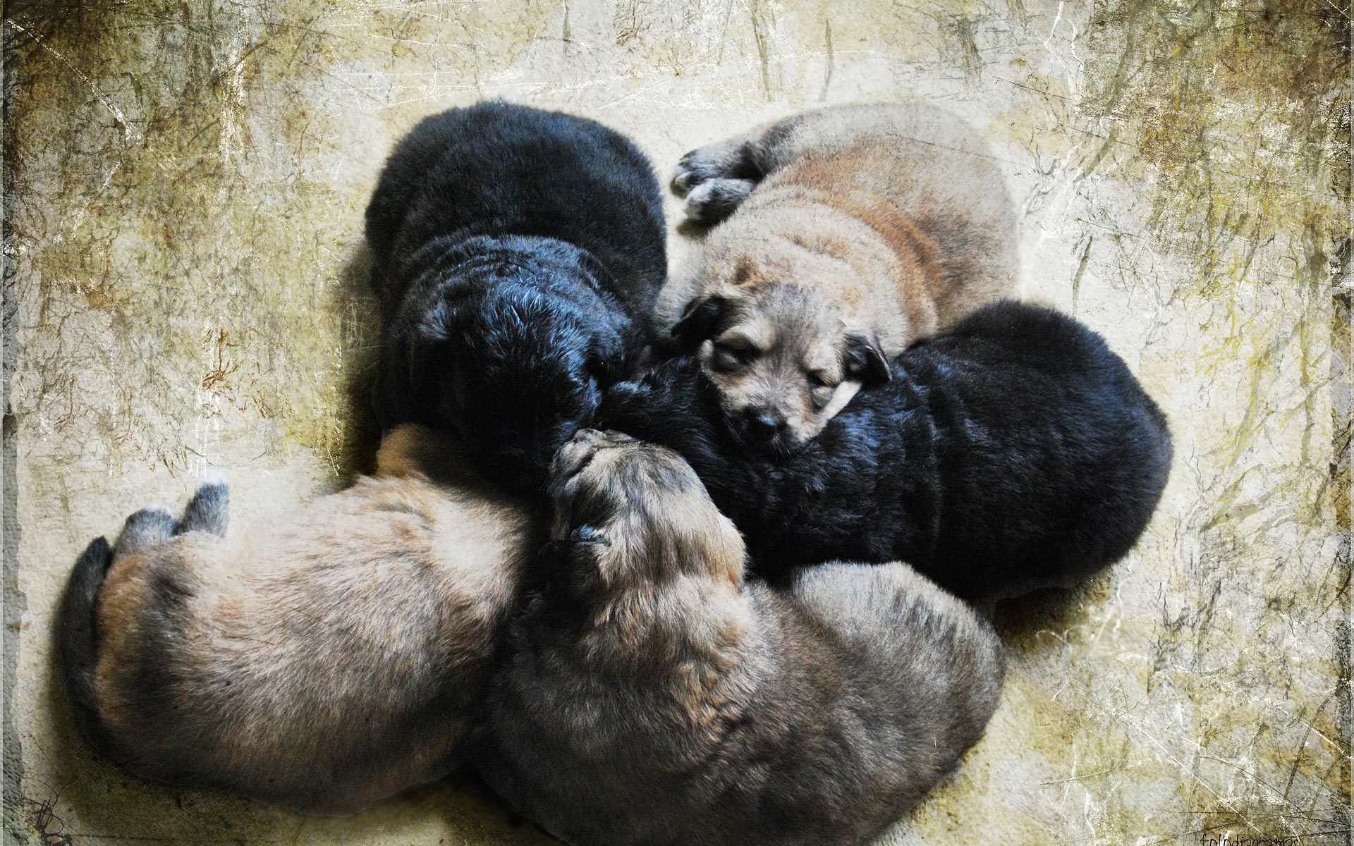 welpen kleinkinder fünf stück hunde