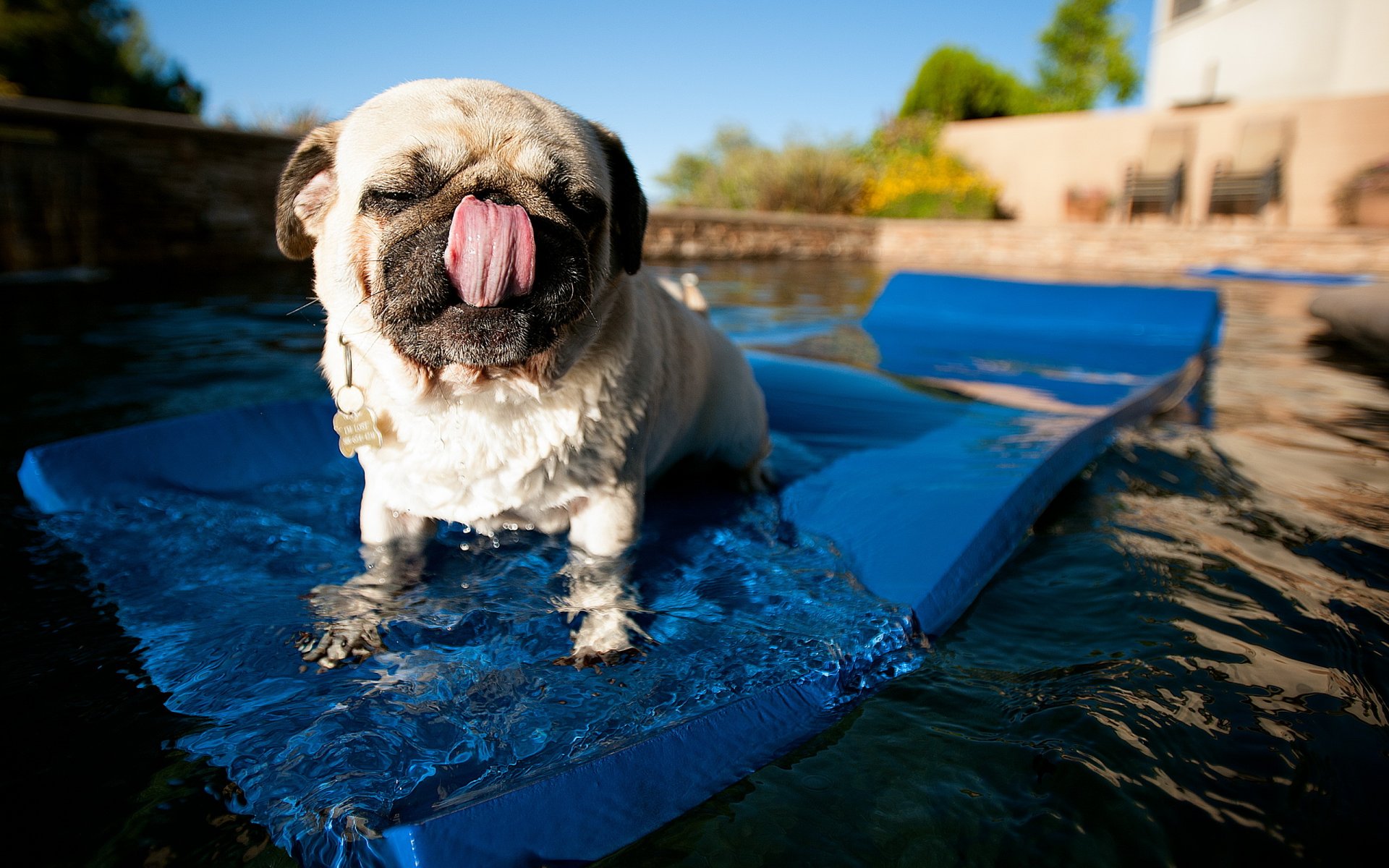 hund mops hintergrund wasser