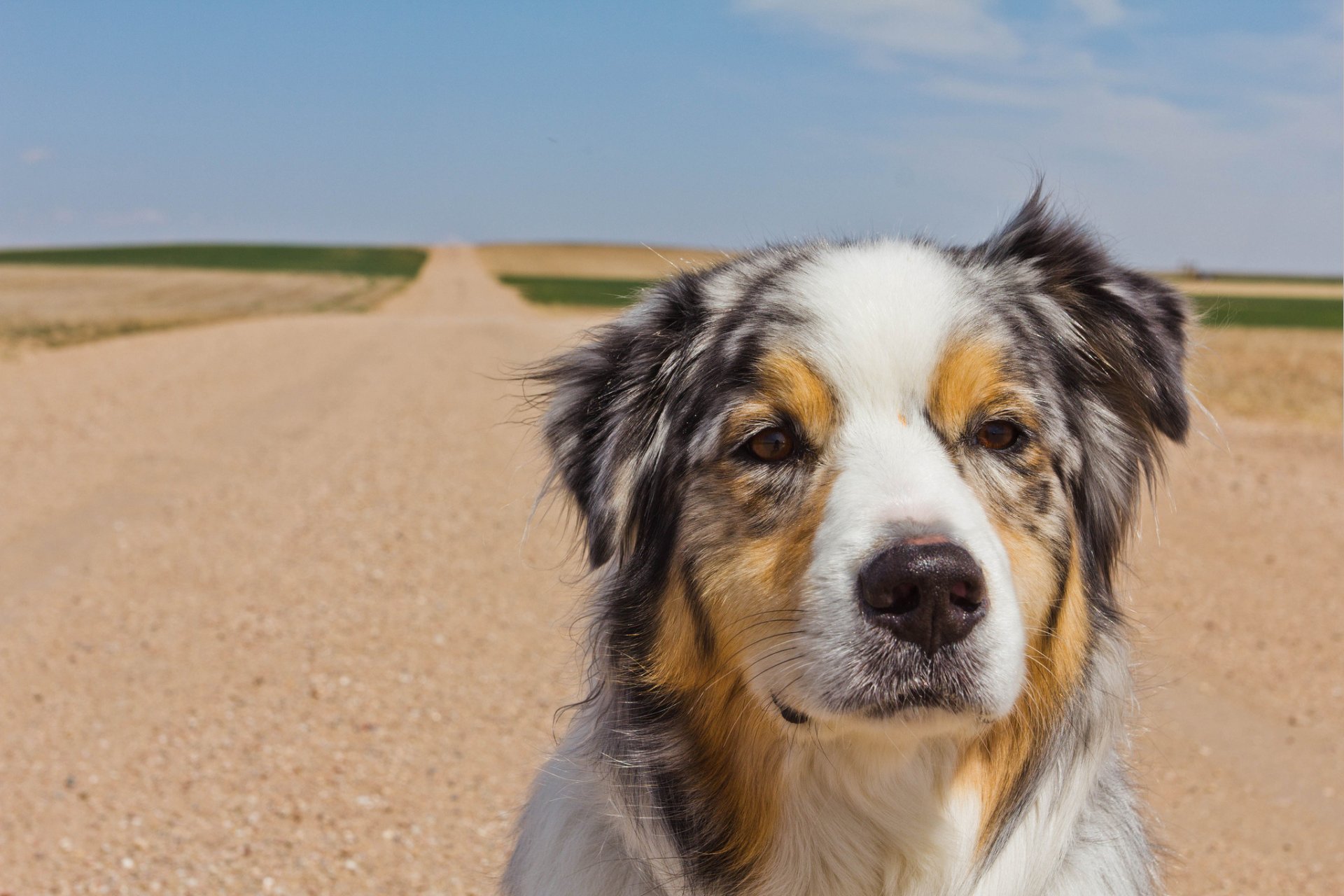hund straße hintergrund himmel