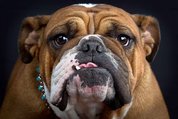 Foto einer Bulldogge, die die Zunge zeigt