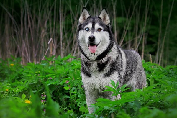 Husky geht auf einer Waldlichtung spazieren