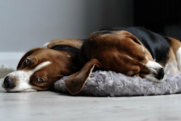 Beagles Hund im Haus - Gemütlichkeit
