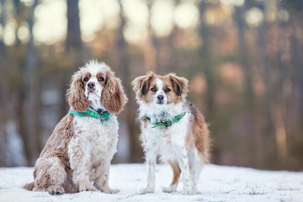 Zwei Hunde im Winterwald