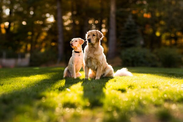 Zwei Hunde sitzen auf einer grünen, von der Sonne beleuchteten Lichtung