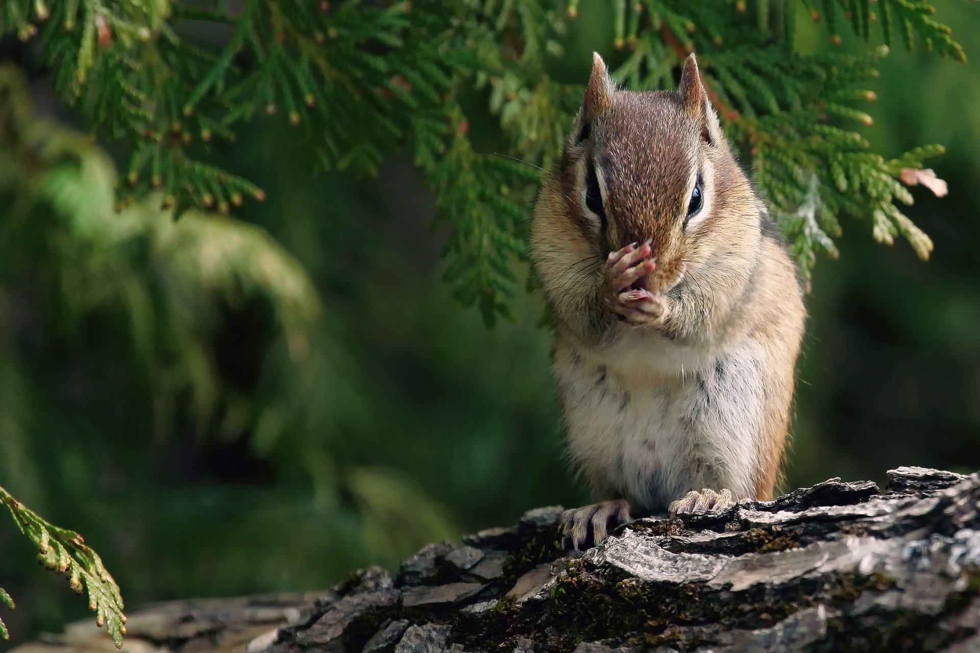 eichhörnchen streifenhörnchen pfoten rinde äste