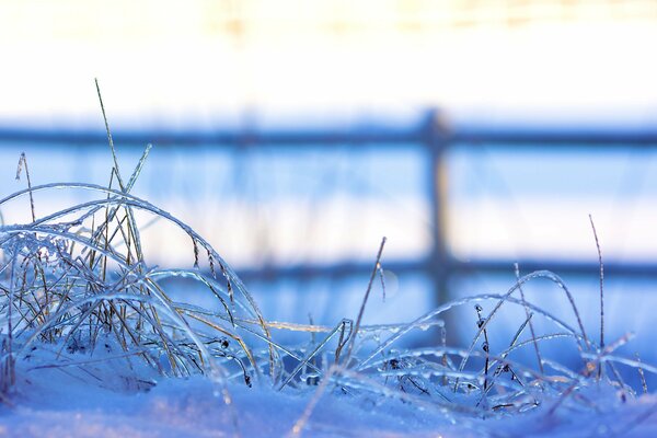 Gefrorenes Gras im Winter draußen