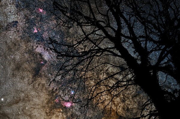 Silhouette eines Baumes auf dem Hintergrund des Sternenhimmels