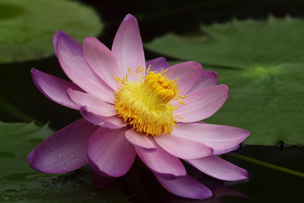 Seerose ist die unzugänglichste der Blumen