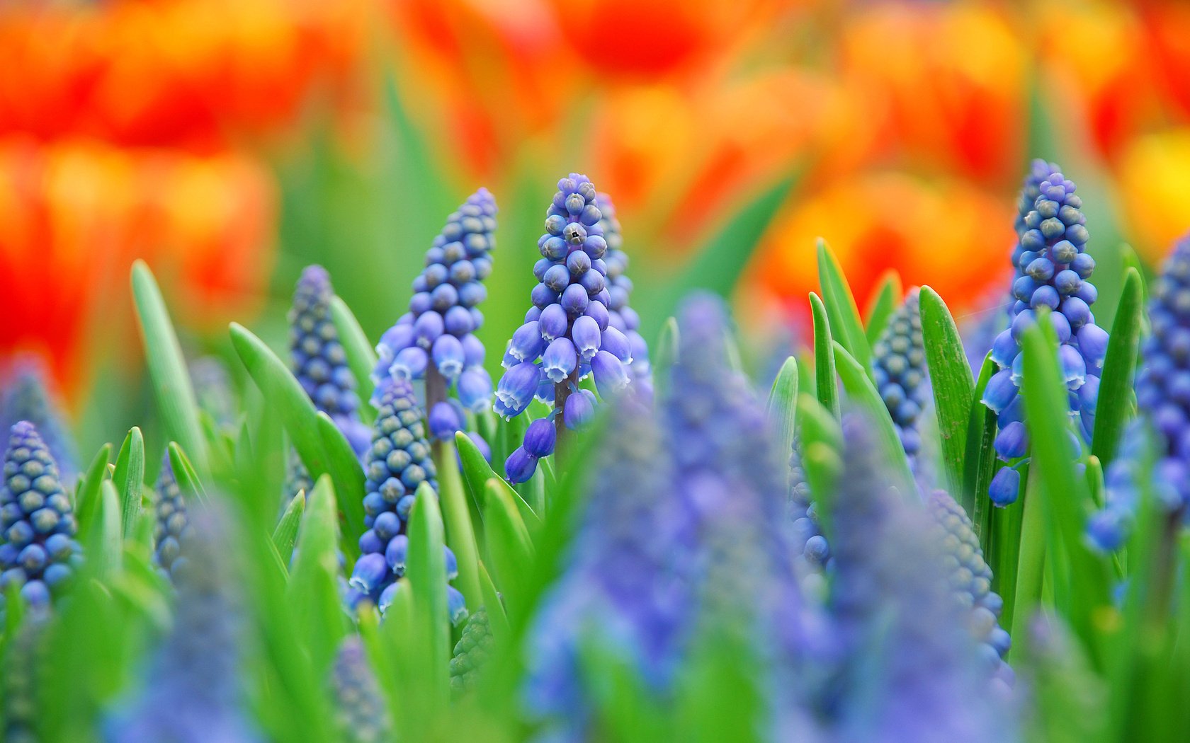 blumen blau muscari feld makro