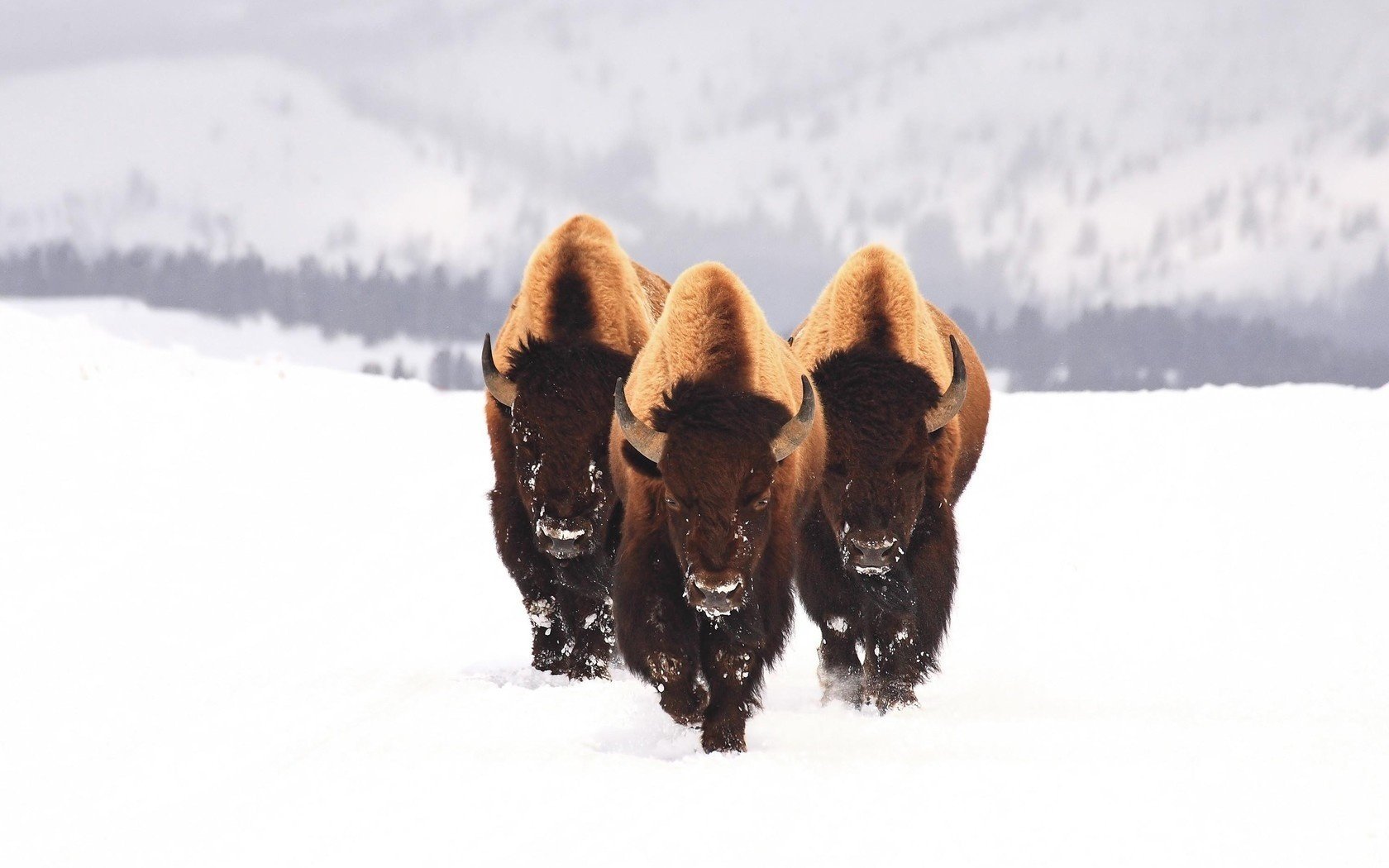 bison schnee tiere drei winter