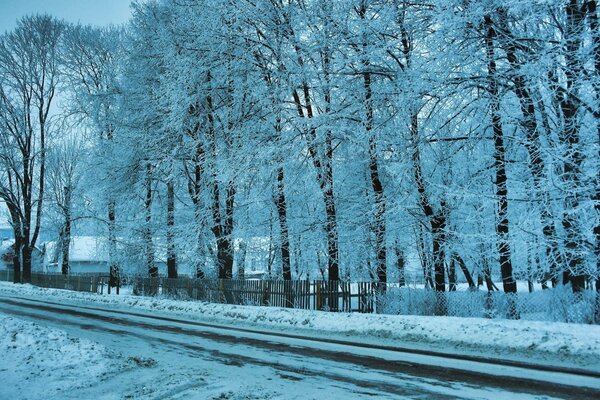 Straßenbäume, die in einen Wintermantel gehüllt sind