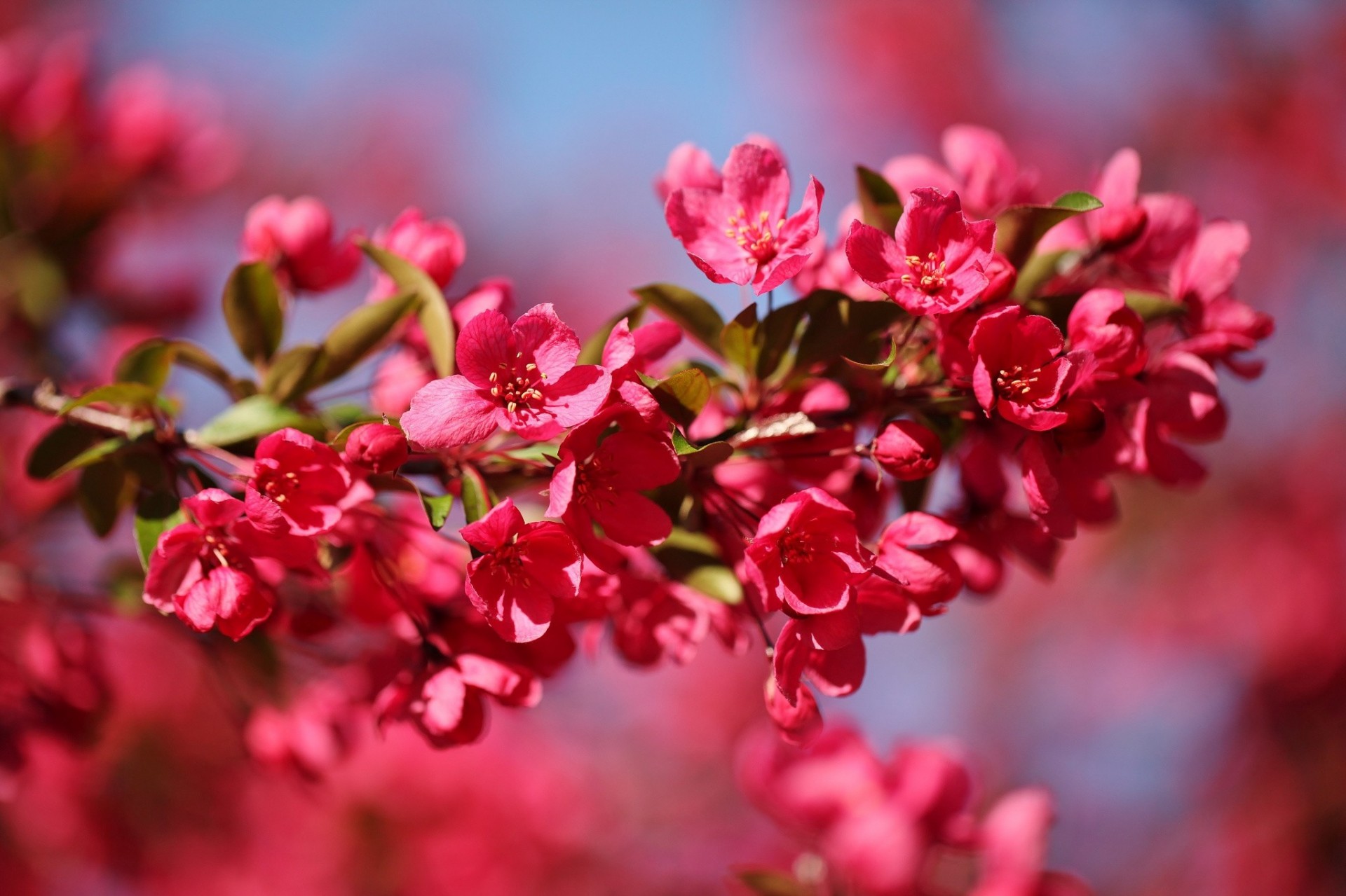 apfel blumen zweig makro frühling rot