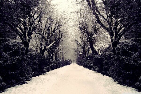 Winterallee mit tiefem Schnee bedeckt