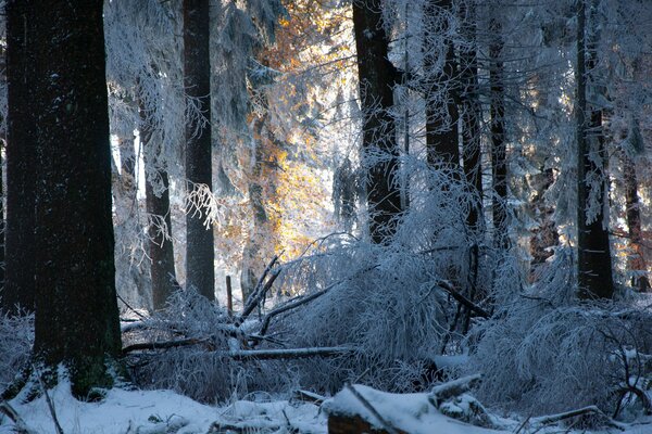 Winterwald Bäume im Schnee