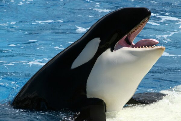 Der Killerwal wird in warmem Wasser gebadet