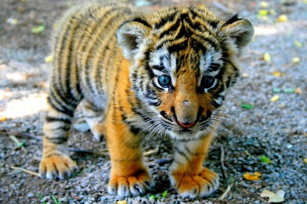 Kleines süßes Tigerbaby mit blauen Augen