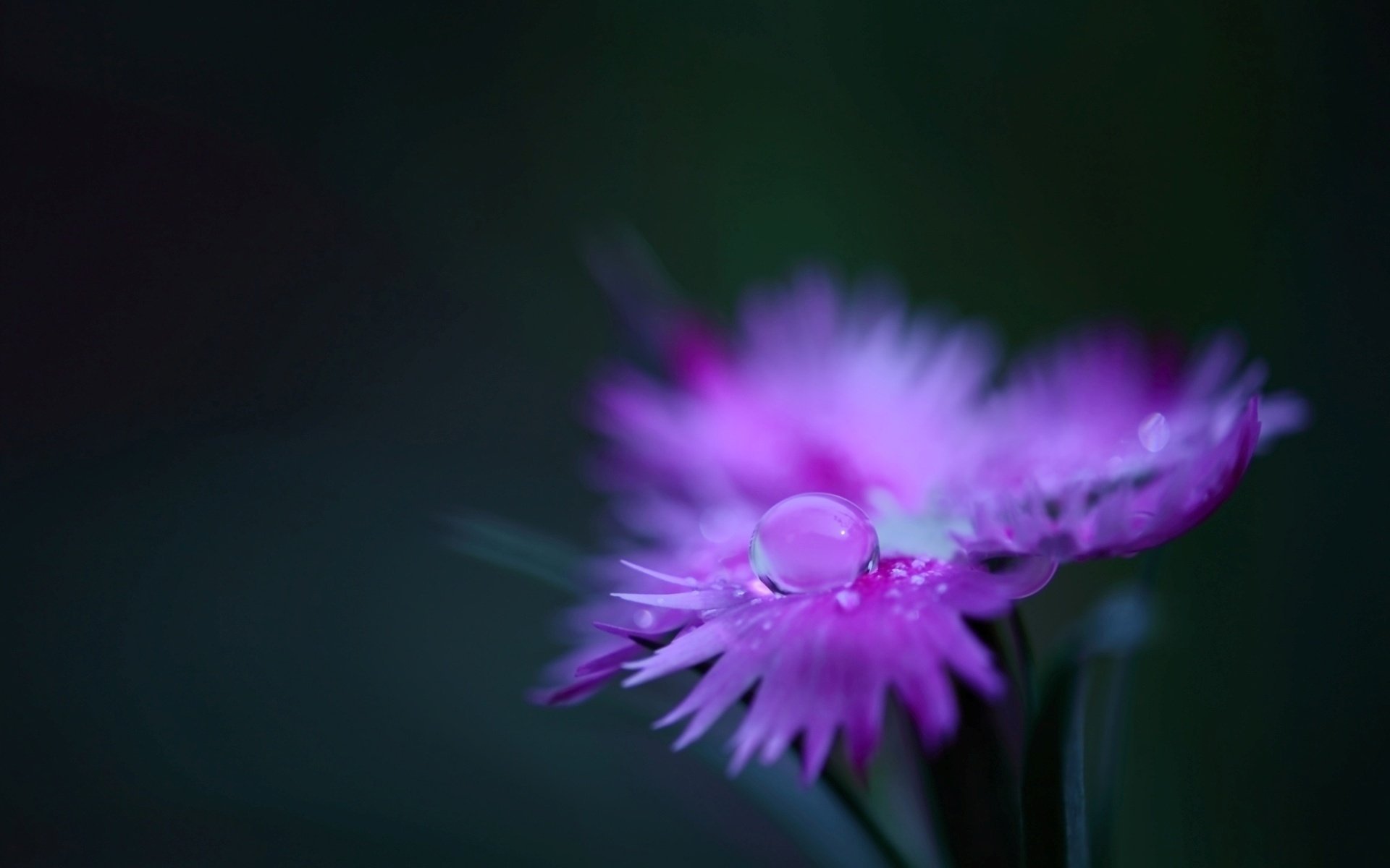 blume blütenblätter rosa nelke feld pflanze