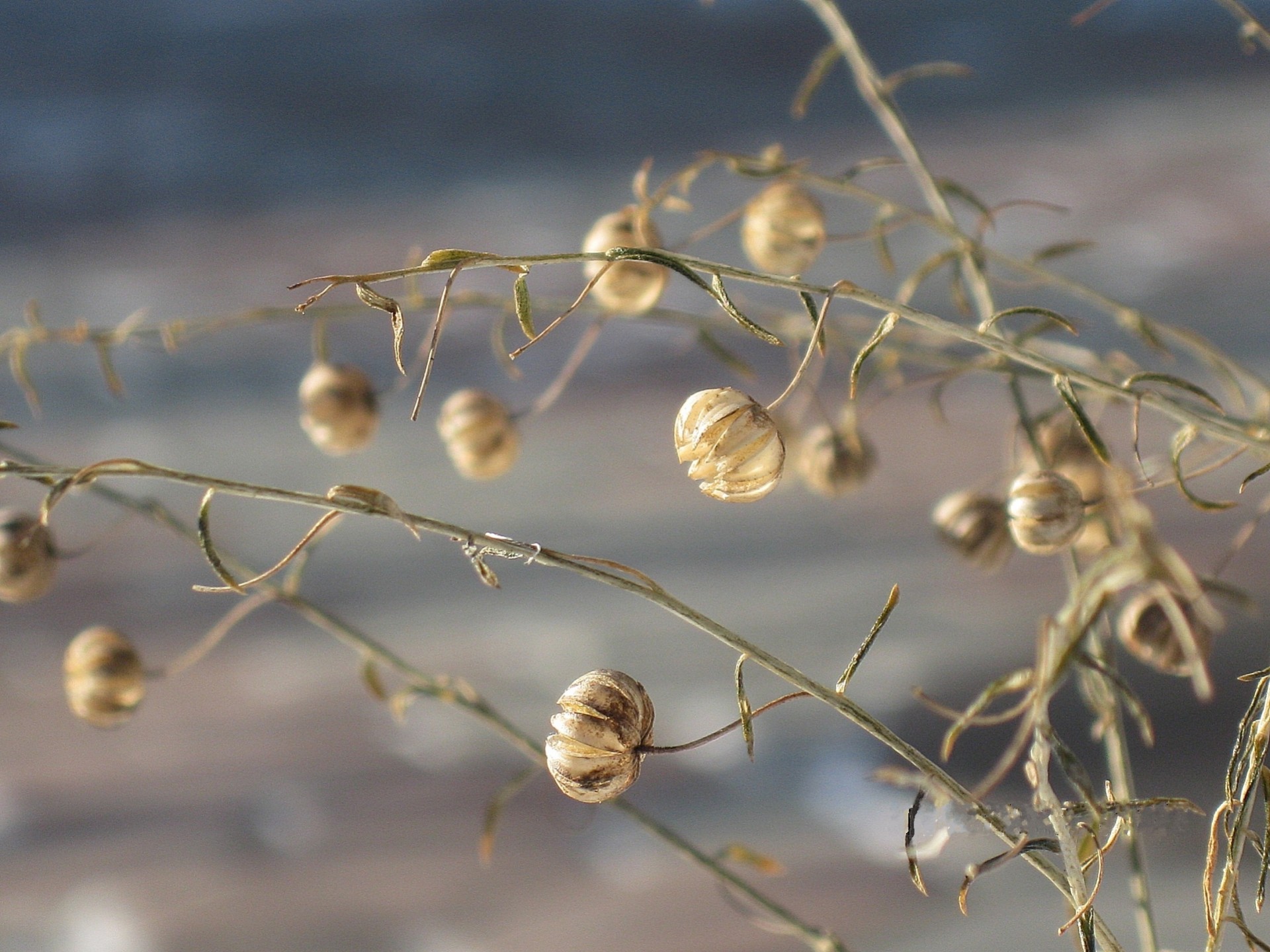 herbst trocken gras samen flachs