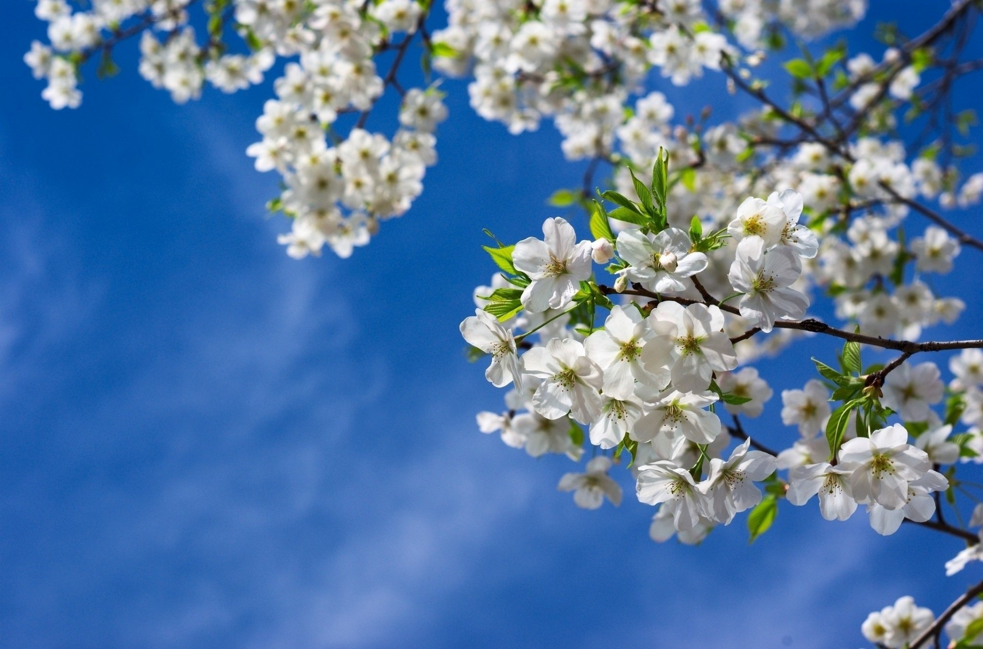 blatt himmel natur baum blumen sakura frühling zweige kirschen