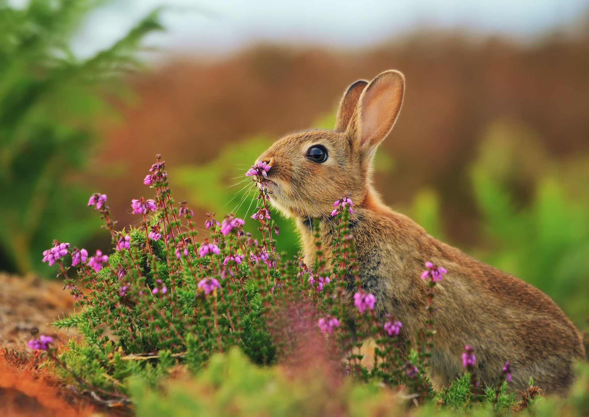 kaninchen blumen hase gras rosengewächse