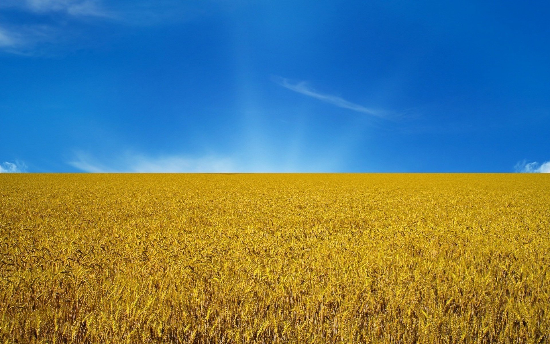 ukraine flagge der ukraine blau-gelb flaggen ähren himmel feld sonnenuntergang