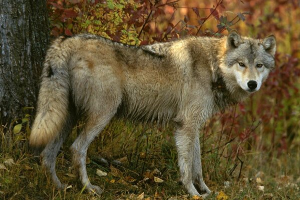 Grauer Wolf im Herbstwald