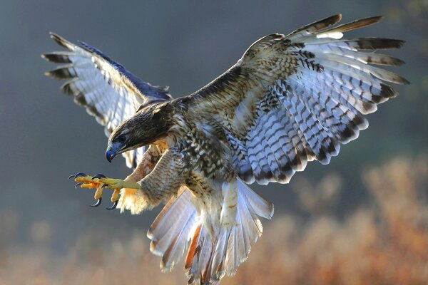 Die Schönheit der Soko-Natur im Flug