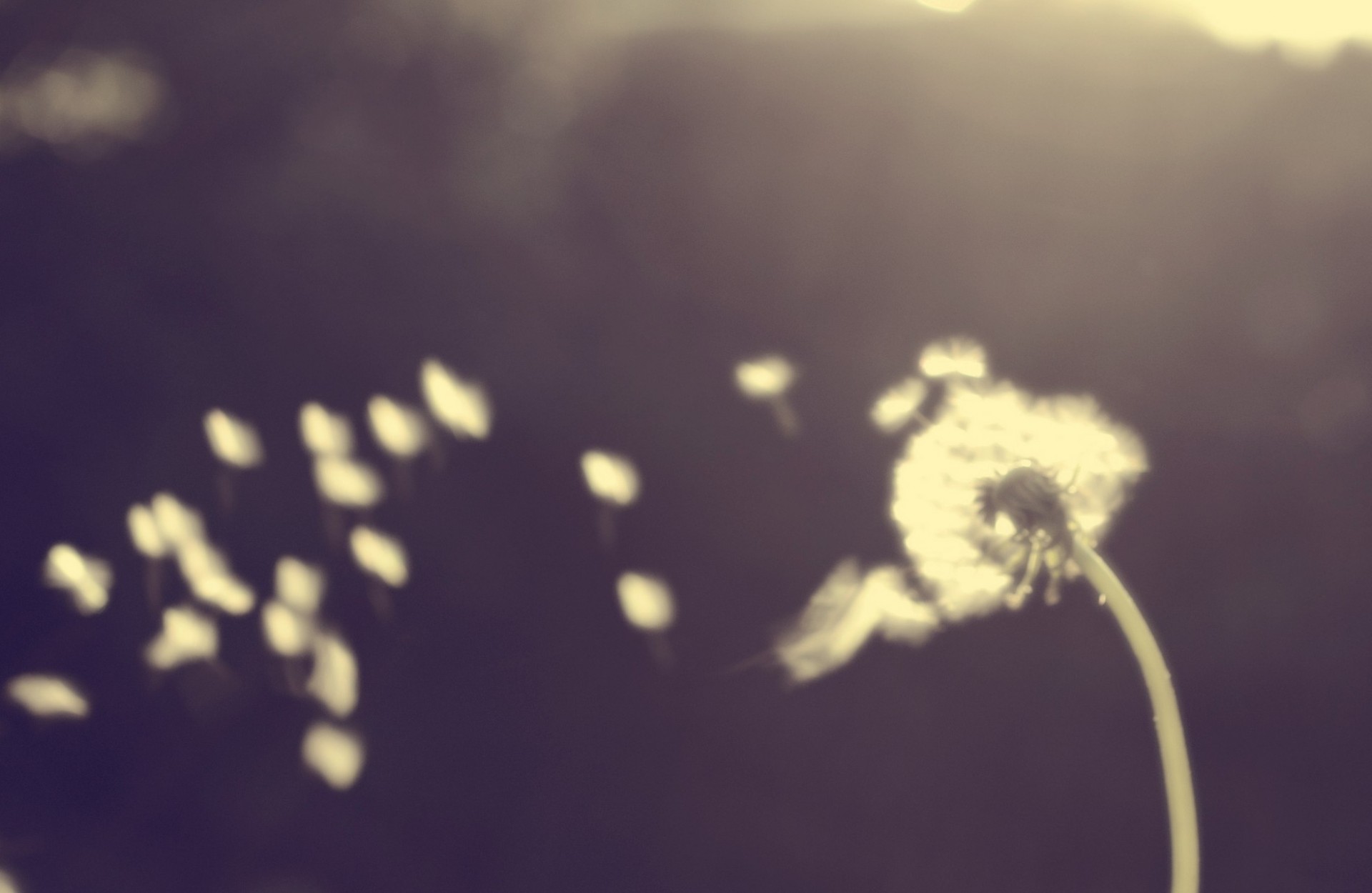 blume wind robert löwenzahn