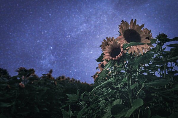 Sonnenblume in der Sommernacht