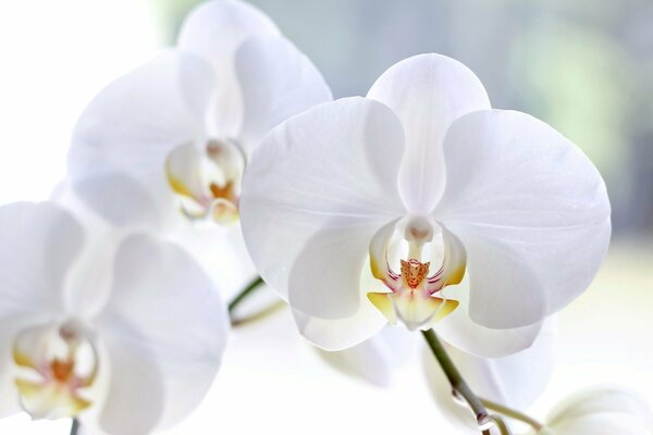 Weiße blühende Orchideen auf hellem Hintergrund