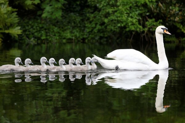 Ein weißer Schwan schwimmt mit seinen Küken auf dem Hintergrund grüner Bäume auf dem Wasser