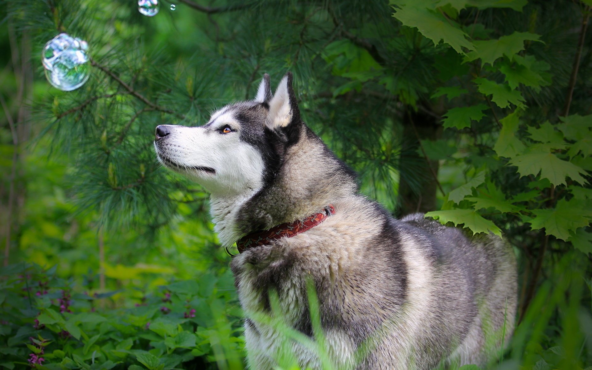 hund husky natur blase blick