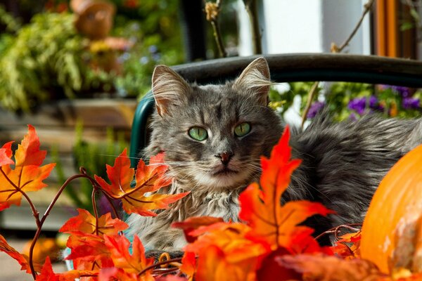 Grünäugige graue Katze in orangefarbenem Laub