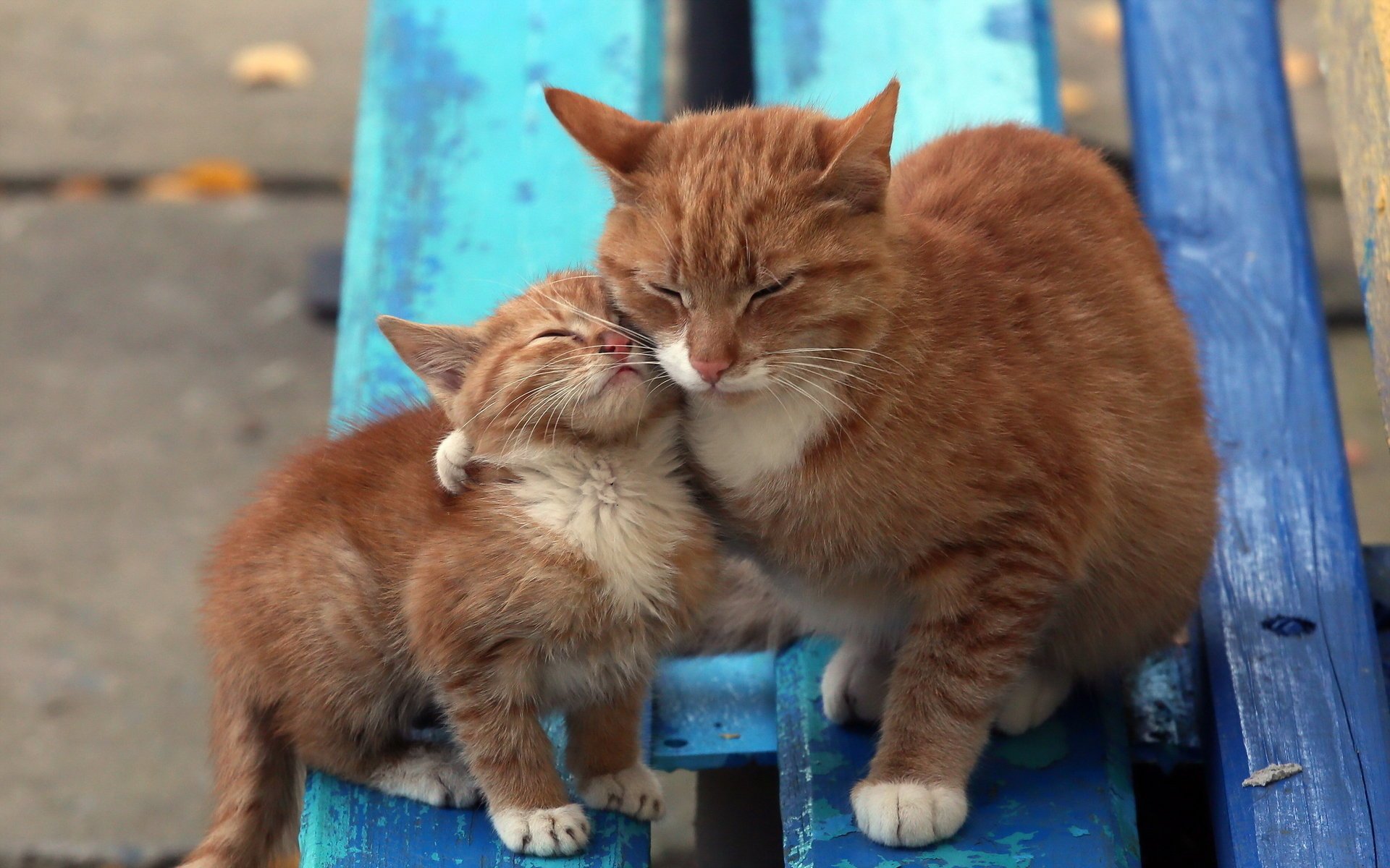 hintergrund bank katzen