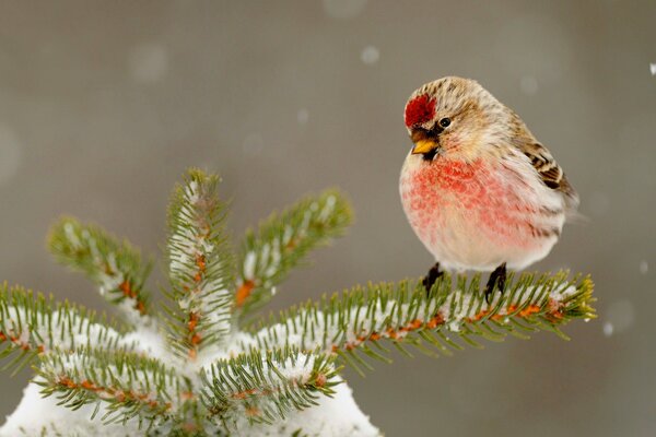 Ein Vogel mit einem roten Fleck auf dem Kopf sitzt auf einem schneebedeckten Ast eines Weihnachtsbaums. Es schneit