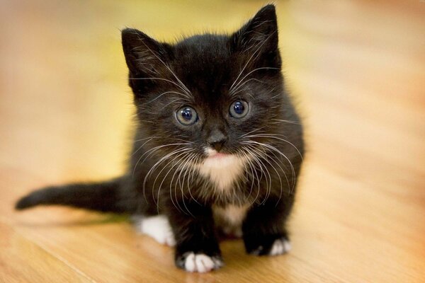 Schwarz-Weiß-Katze sitzt und schaut zu