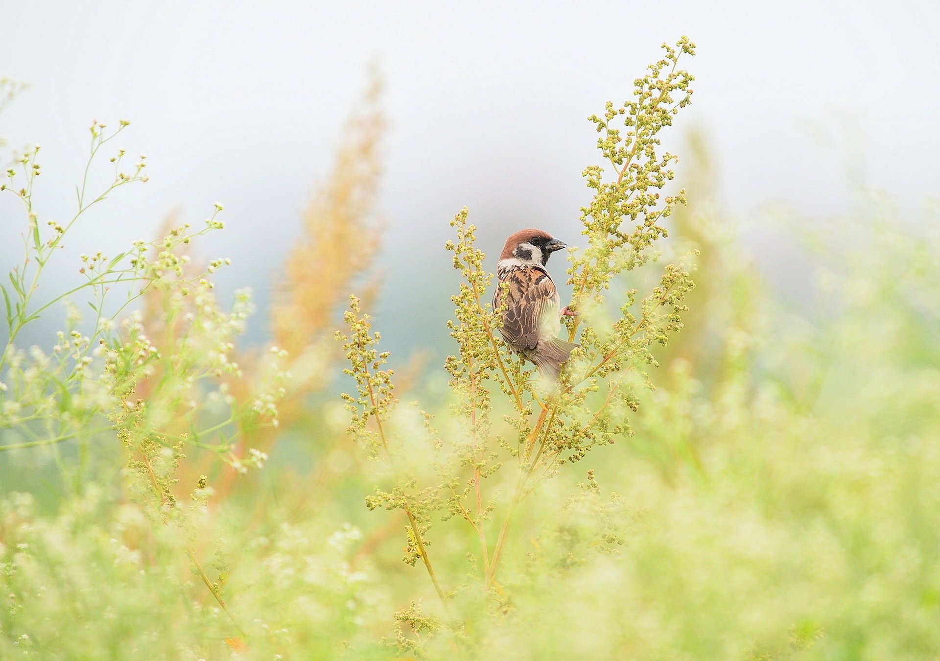 gras spatz feld vogel zweige