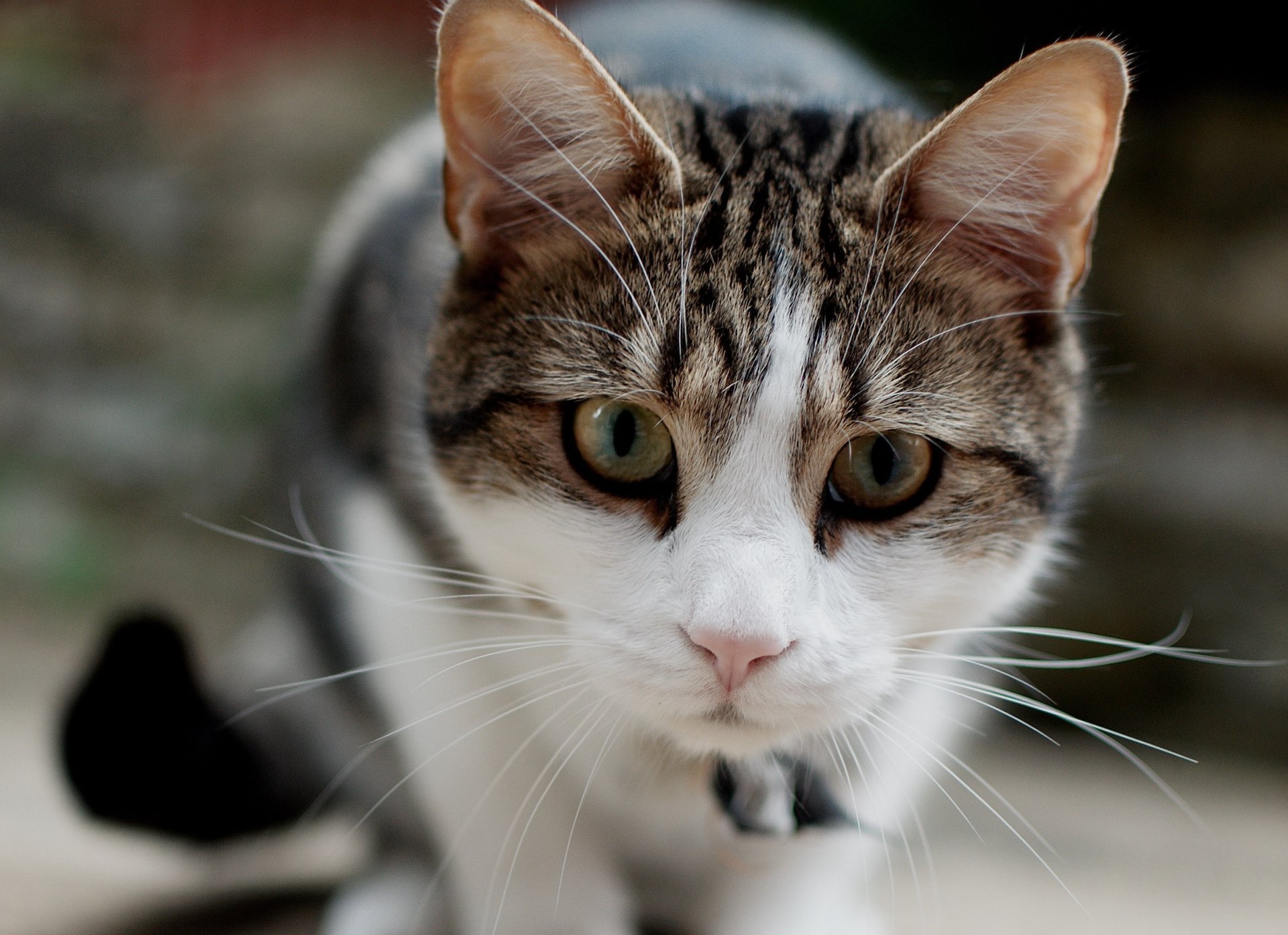 katze katze schnauze fokus schnurrbart