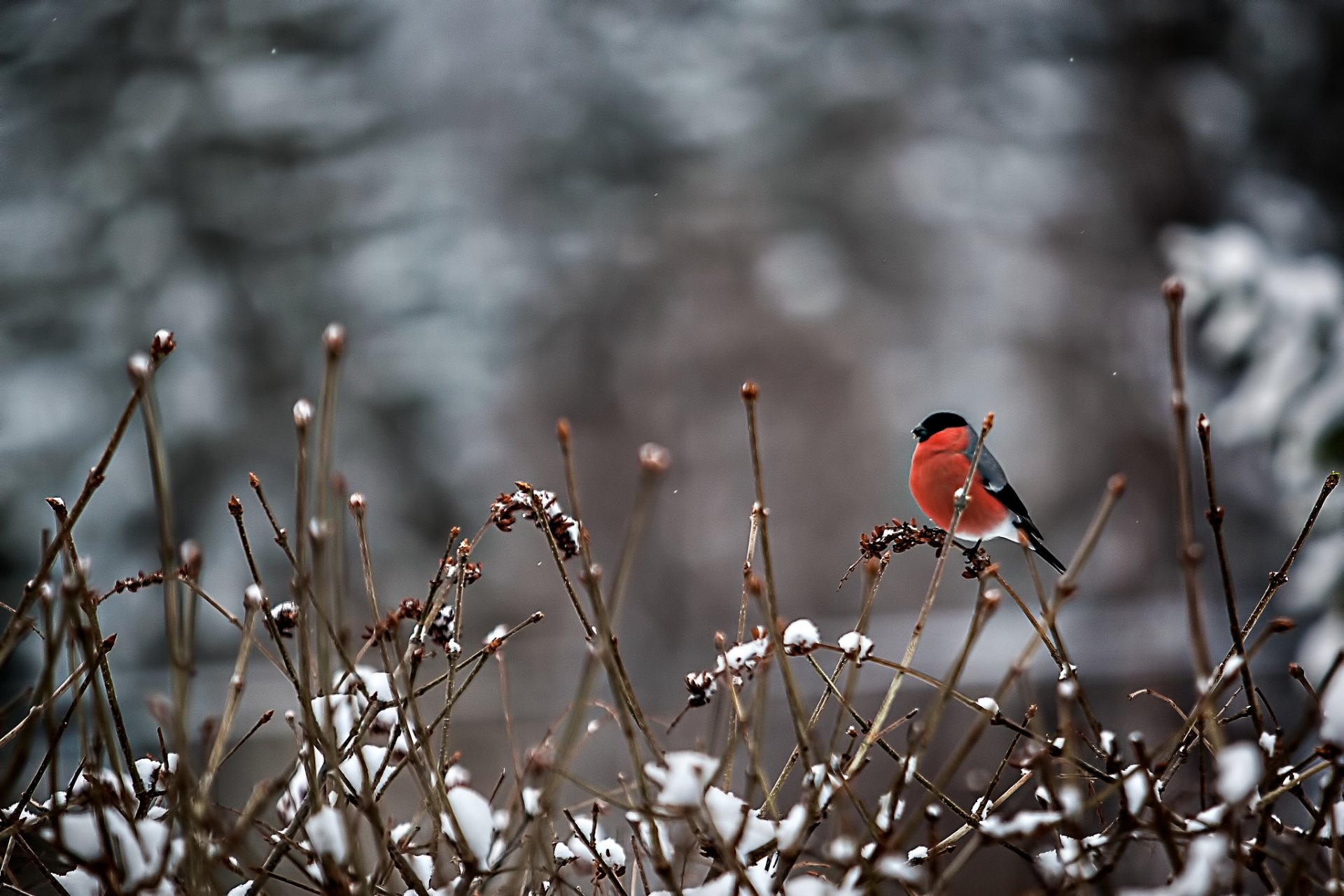 gimpel vogel zweige schnee