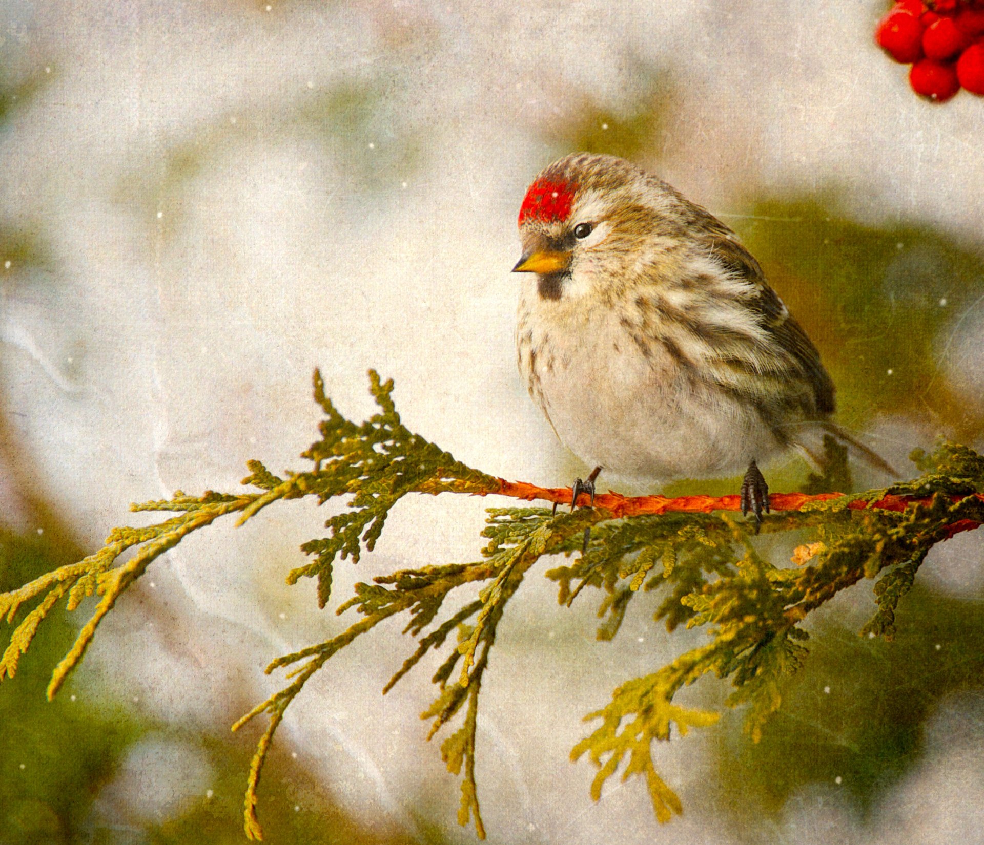 vogel stechpalme zweig