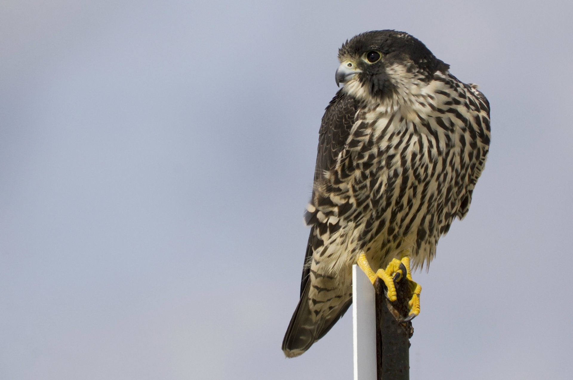 vogel wanderfalke blick profil grauer hintergrund