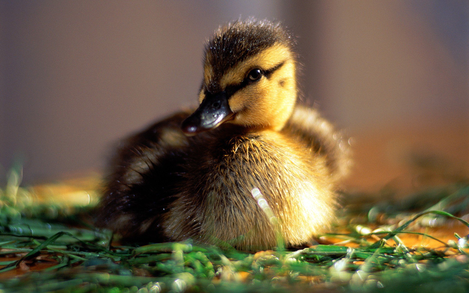 morgen tau stimmung baby sonne