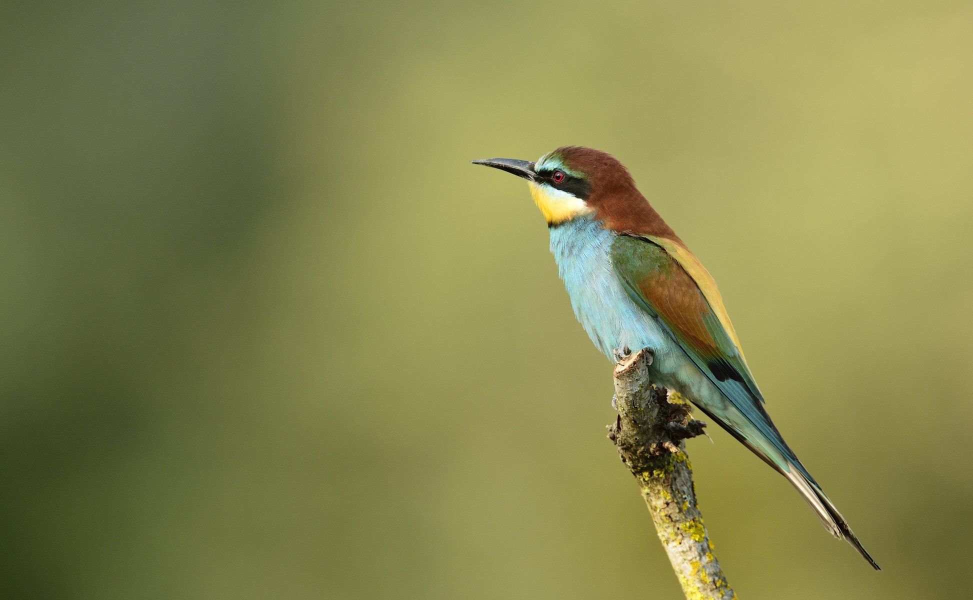 vogel bienenfresser goldener hecht