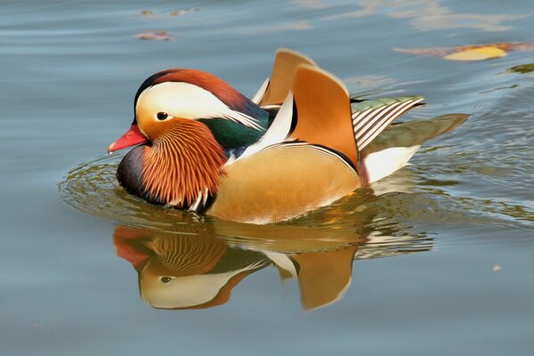 Eine Mandarine schwimmt im Herbst über den Teich