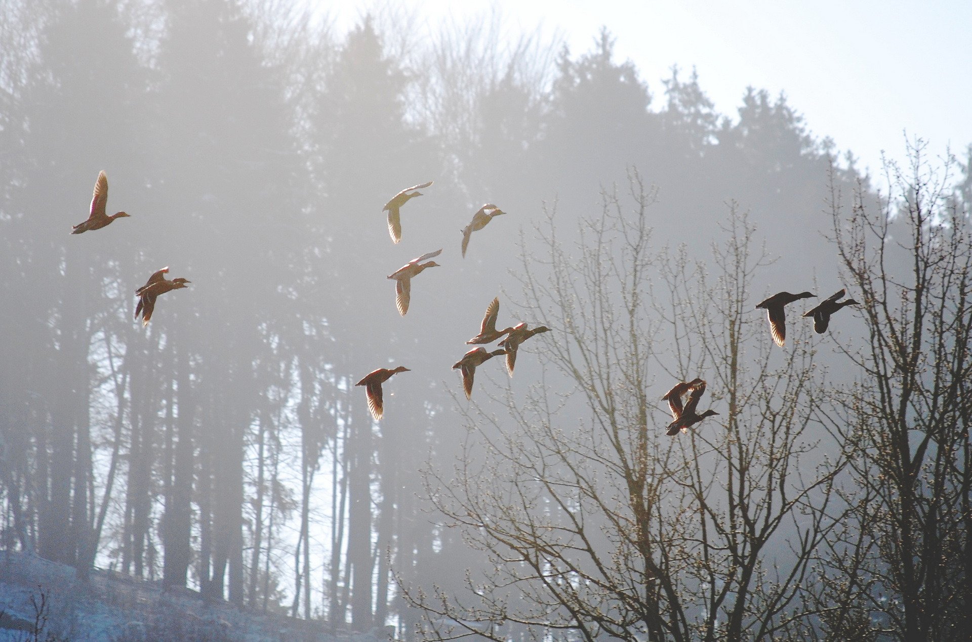 vögel nebel morgen natur frühling